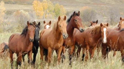 Қорғалжын қорығына жылқы жайғандар жазаланды