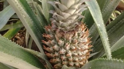 Школьники выращивают ананасы в Восточном Казахстане