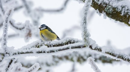 До 33 градусов мороза прогнозируют синоптики в Казахстане