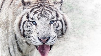 Тигр загрыз россиянина