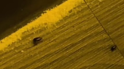 Тараканов в столичном баре обсуждают в сети (ВИДЕО)