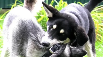 Қасқыр-ит нәрестені өлтірді