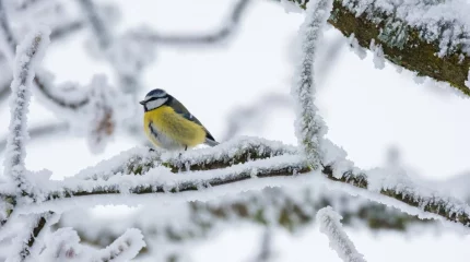 Қазақстанда 42 градус аяз болады