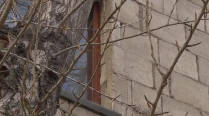 Деревья вросли в многоэтажку в Павлодаре: жильцы бьют тревогу