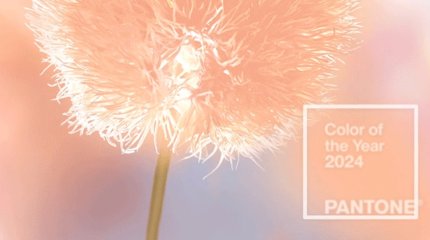 «Персиковый пушок» назвали главным цветом 2024 года