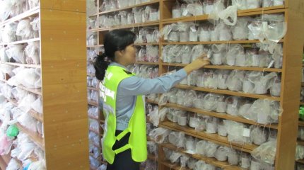 Алматинский криминалист нашла грабителя по запаху