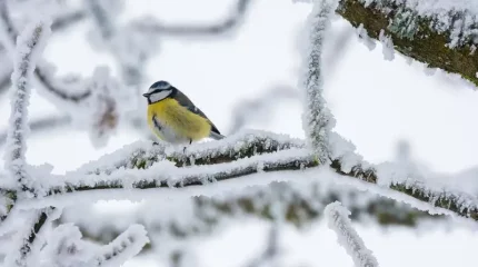 -43° аяз және қалың қар: Қазақстан бойынша демалыс күндеріне арналған күн райы болжамы жарияланды