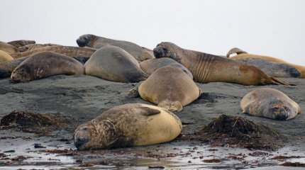Морские слоны массово гибнут от птичьего гриппа в Антарктиде