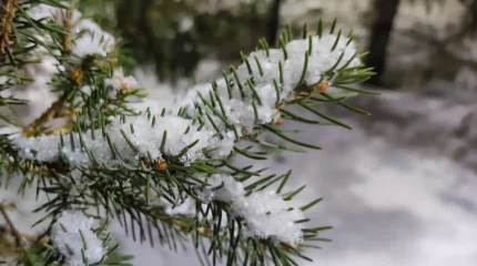 Павлодарлық орманшылар шыршаларды тәулік бойы күзетуде
