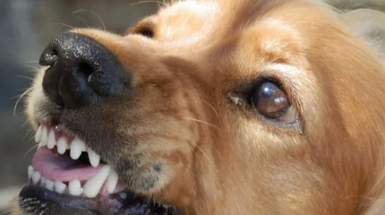 Ақтауда сабақ кезінде оқушыны ит қауып алды