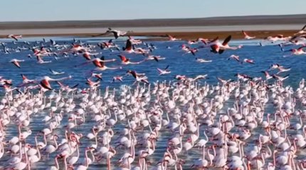 Фламинго в декабре: огромную розовую стаю запечатлел мангистауский блогер