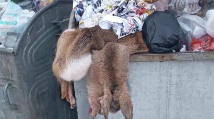 Останки косули выбросили в центре Петропавловска