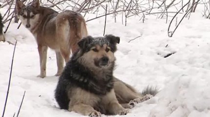 Стая бродячих животных напугала жителей Усть-Каменогорска