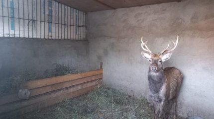 Оралда экологиялық-биологиялық орталықтағы хайуанаттар бағы бұғымен толықты