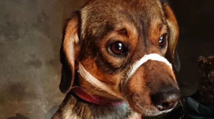 После внезапной смерти карагандинца 30 его собак чуть не съели друг друга от голода