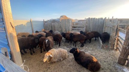 Атырау облысында қылмыстық топ 23 бас қой ұрлаған