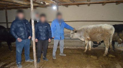 Три группы скотокрадов задержали в Туркестанской области