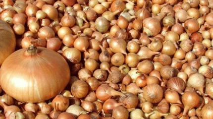 Луковый дефицит: Серик Жумангарин призвал казахстанцев не покупать лук сетками