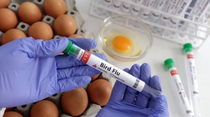 Әлемде құс тұмауы өршіп тұр