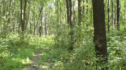 Орманға баруға тыйым салынбақ