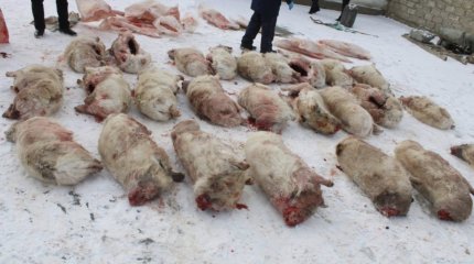 До семи лет тюрьмы грозит кызылординцу за охоту на сайгаков