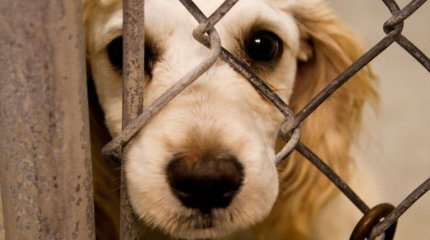 Живодёры из Павлодара, браконьеры из Актобе: антирейтинг аналитиков