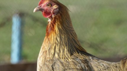 Пятна на мясе курицы объяснили на местной птицефабрике Актау