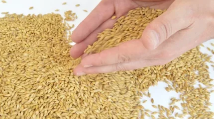 Ресей астығын Қазақстан арқылы заңсыз экспорттаушылар анықталды