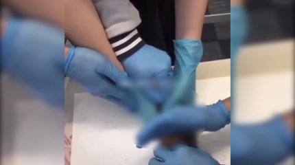 «Воспитывают маньяков»: зоозащитники об убийстве свинки на уроке биологии в Алматы