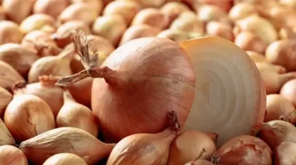 Елімізде 70 мың тонна пияз қоры бар