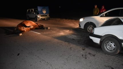 Тас жолда көлігі жылқымен соқтығысқан қарағандылық тұрғын шығынды кімнен өндірерін білмей жүр