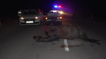 Карагандинец разбил авто в аварии с «давно съеденной» лошадью