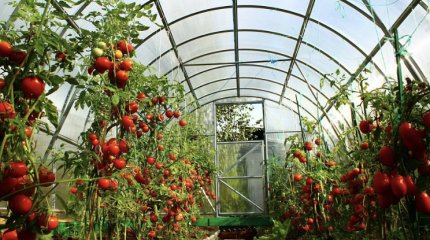 Помогали и мешали одновременно: предприниматель пожаловался на властей СКО