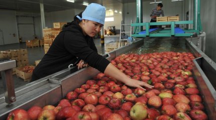 Қазақстан алма мен алмұртты көбіне қай елдерге экспорттайды