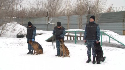 Больше двух сот преступлений в Астане в прошлом году были раскрыты с помощью собак