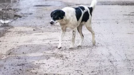 Ақмола облысының тұрғыны иесіз иттерді аулап, етін дәмханаларға сатқан