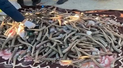 Маңғыстауда ақбөкен атқандар мемлекетке миллиард теңге залал келтірген