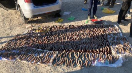 В Мангистау задержали преступную группу, истреблявшую сайгаков
