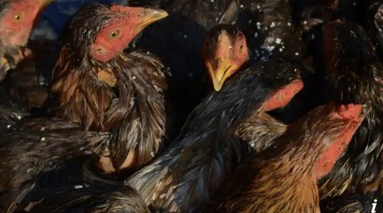 Ребенок в Камбодже умер от птичьего гриппа