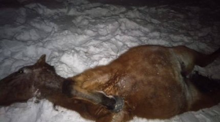 Грузовой поезд сбил табун лошадей в Акмолинской области