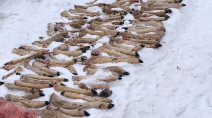 СҚО полицейлері 50-ге жуық елікті жоюға қатысты күдіктілерді ұстады