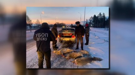 Трех жителей Петропавловска подозревают в истреблении косуль