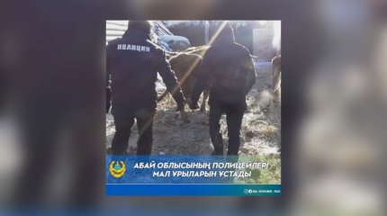 Абай облысының полицейлері мал ұрысын ұстады,