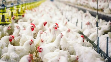 Павлодар облысында құс еті қымбаттады