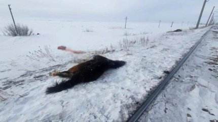 Шесть лошадей сбил пассажирский поезд в области Ұлытау