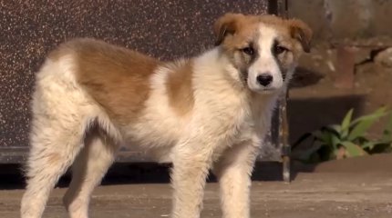 Шымкентте қаңғыбас ит-мысыққа бюджеттен 140 млн теңге қаралды