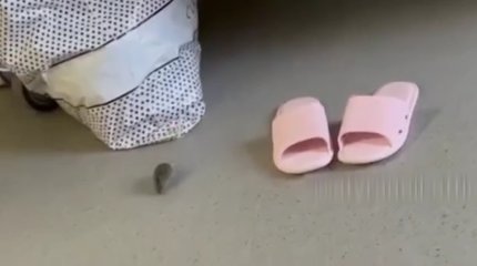 Атырау перзентханасында емін-еркін жүрген тышқан жүкті келіншектерді шошытты