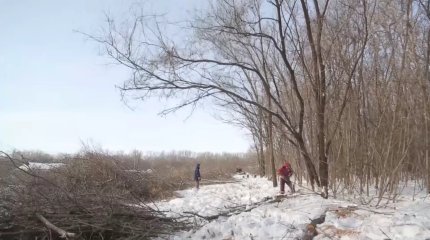 Спасти пойменный лес просят жители ЗКО