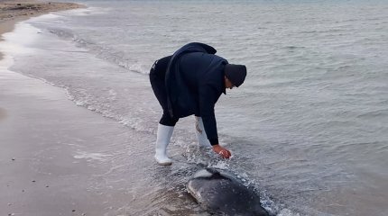 Пневмонию назвали главной причиной массовой гибели тюленей на Каспии