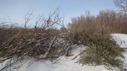 БҚО тұрғындары өзен алқабындағы ормандарды сақтап қалуды сұрап отыр